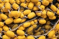 Yellow fishing nets with weathered buoys Royalty Free Stock Photo