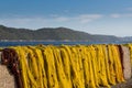 Yellow fishnet drying in the sunlight Royalty Free Stock Photo