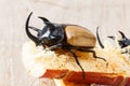 Yellow five horned beetle