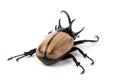 Yellow Five-horned rhinoceros beetle isolated on white background Royalty Free Stock Photo