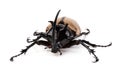 Yellow Five-horned rhinoceros beetle isolated on white background Royalty Free Stock Photo