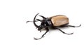 Yellow Five-horned rhinoceros beetle isolated on white background Royalty Free Stock Photo