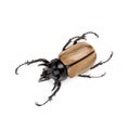 Yellow Five-horned rhinoceros beetle isolated on white background