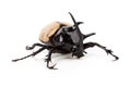 Yellow Five-horned rhinoceros beetle isolated on white background Royalty Free Stock Photo