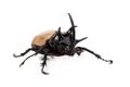 Yellow Five-horned rhinoceros beetle isolated on white background Royalty Free Stock Photo