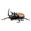 Yellow Five-horned rhinoceros beetle isolated on white background Royalty Free Stock Photo