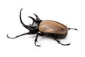 Yellow Five-horned rhinoceros beetle isolated on white background