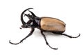 Yellow Five-horned rhinoceros beetle isolated on white background Royalty Free Stock Photo