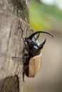 Yellow Five-horned rhinoceros beetle In nature background