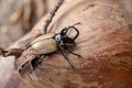 Yellow Five-horned rhinoceros beetle In nature background