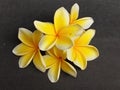 The yellow five-petaled frangipani flower Royalty Free Stock Photo