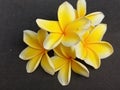 The yellow five-petaled frangipani flower Royalty Free Stock Photo