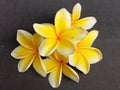 The yellow five-petaled frangipani flower Royalty Free Stock Photo