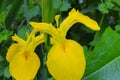 Yellow Flag Iris Flowers 01 Royalty Free Stock Photo