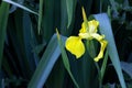 Yellow Flag Iris Flower 01 Royalty Free Stock Photo