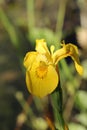 Yellow flag iris flower Royalty Free Stock Photo
