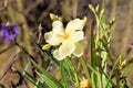 Yellow Flag Iris growing