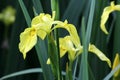 Yellow Flag Iris - Iris pseudacorus