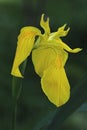 Yellow flag iris Royalty Free Stock Photo
