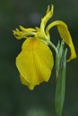 Yellow flag iris Royalty Free Stock Photo