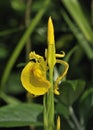 Yellow Flag Iris Royalty Free Stock Photo