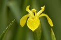 Yellow Flag Iris Royalty Free Stock Photo