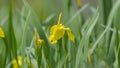 Yellow Flag Iris Iris pseudacorus, wild flower Royalty Free Stock Photo