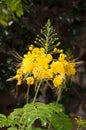 Yellow flamboyant flower Royalty Free Stock Photo