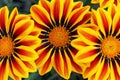 Close-up of Gazania flower in orange-yellow vibrant bloom