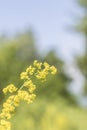 Yellow Flawers Royalty Free Stock Photo