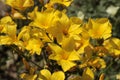 `Yellow Flax` flowers - Linum Campanulatum