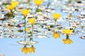 Yellow floating heart; beautiful marsh flowers Royalty Free Stock Photo