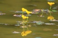 Yellow floating heart; beautiful marsh flowers Royalty Free Stock Photo