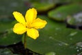 Yellow Floating Heart Nymphoides peltatum flower on Water