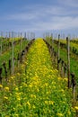 Yellow flood of dandelions in the vineyard Royalty Free Stock Photo