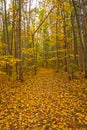 Yellow Floor in a Yellow Forest