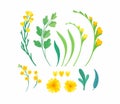 Yellow floral elements. Blooming spring flowers and green leaves Royalty Free Stock Photo