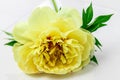 Yellow Peony Bloom with white background