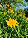 Yellow flouwers in summer garden