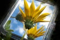 The Yellow Flover, Refllection in the Mirror, Blue Sky Royalty Free Stock Photo