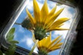 The Yellow Flover, Refllection in the Mirror, Blue Sky