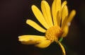 Yellow flower Royalty Free Stock Photo