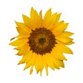 Yellow flower Royalty Free Stock Photo