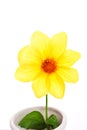 Yellow flower Royalty Free Stock Photo