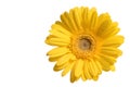 Yellow flower Royalty Free Stock Photo
