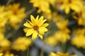 Yellow flower Royalty Free Stock Photo