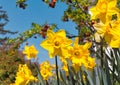 Yellow spring flower