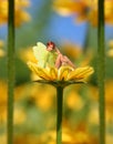 Yellow flower Royalty Free Stock Photo