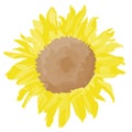 A Yellow Flower