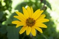 Yellow flower is affected by spider mites of tetranychidae